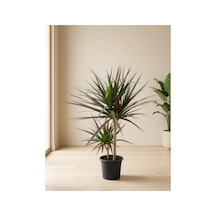 Mine Garden Ankara: İkili Dracena Marginata / Ejder Ağacı 80-90 Cm