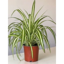 Yeşil Alacalı Kurdele Çiçeği 1 Adet Saksılı Chlorophytum Comosum