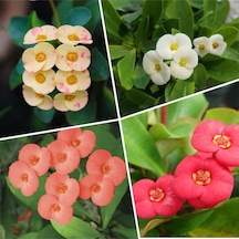 Videolu 4'lü Dikenler Tacı Çiçeği Sarı-kırmızı-pembe-beyaz 10-20 Cm Tüplü Çiçekli Euphorbia Milii