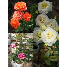 Videolu Yediveren Beyaz Pembe Narçiçegi 25 60 Cm 3 Adet Saksılı Aşılı Gül White Salmon Pink Rose