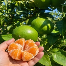 Mandalina 3 Kg Yerli