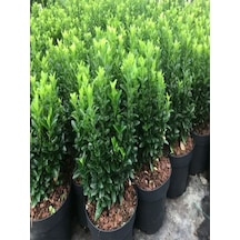 Videolu 1 Adet Yeşil Taflan Çiçeği Fidanı 30-60cm Tüplü Çiçekli Bodur Bitkiler Euonymus Japonicus