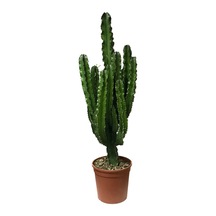 Euphorbia Ingens Kaktüs Ø24 Cm Y100-125 Cm