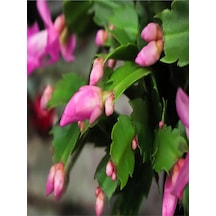 Schlumbergera 'pink' - Kaktüs Pembe Yılbaşı Çiçeği Yıllık Bitki Iç Mekan Bitkisi