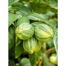 3 Yaş Alaca Limon Fidanı