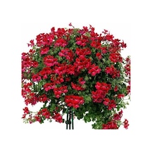 Kırmızı Sakız Sardunya Çiçeği Fidanı 10-20 Cm