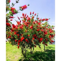Fırça Çalısı Callistemon 80-100 Cm - Çiçekli Peyzaj/çit Bitkisi