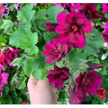 Ceylan Gözü Canan Sardunya Çiçeği Fidanı Bordo 10-20 Cm