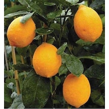 Yarı Bodur Soğuklara Dayanıklı Mayer Limon Fidanı