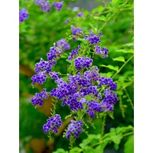 Videolu 1 Adet Ağaç Menekşesi Fidanı Saksılı 65-125cm Japanese Tree Lilac