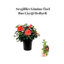 Anneler Gününe Özel Hediyelik Kırmızı Japon Gülü Çiçeği Buz Çiçeği Hediyeli