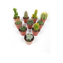 10 Lu Kaktüs Set - Özel Türler - 5.5 Cm Saksıda