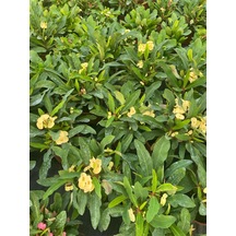 Sarı Renk Milii Dikenler Tacı Çiçeği 1 Adet Saksılı Yellow Euphorbia Milii