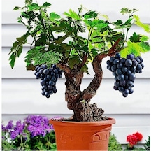 Bonsai Üzüm Ağacı Tohumu 5 Adet Tohum