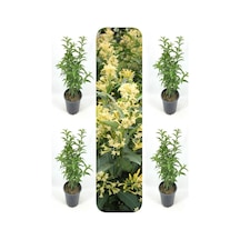 Videolu Melisa Kolanya Çiçeği 50 70 Cm 4 Adet Saksılı Çiçekli Dış Mekan Bitkisi Melissa Officinalis