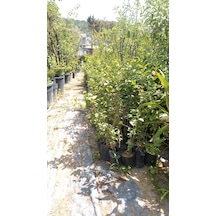 Ligustrum Fidanı 30-50 Cm 10 Adet