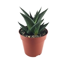 Haworthia Limifolia (Sukulent) Ø10,5 CM Y10-15 CM