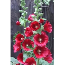 20 Adet Mixed Colors Hollyhock Country Romance Tohumu