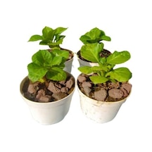 4'lü Mini Ortanca Seti Muhteşem Görünümlü 5-10 Cm Çiçekli Bodur Bitki
