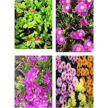 Serada Decor Plant Mezarlık Üstü Çiçekleri 8 Adet Set Mezar Kabristan Çiçeği Çiçekli Bodur Bitki