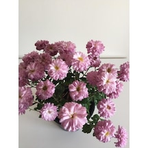 Kasımpatı Çiçeği Fidesi Pembe 10-20 Cm