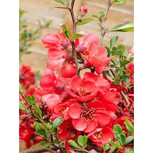 Videolu Bol Çiçekli Yörük Gelini Ağacı Fidanı 1 Adet 40-70cm Japanese Quince Süs Bitkisi
