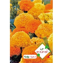 Kadife Çiçeği Tohumu 50 Adet Tohum N113275