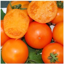 Mandarin Orange Domates Tohumu