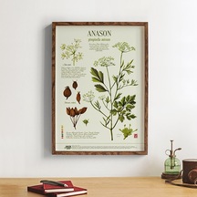 Anason İşleri Anason Botanik. Poster 50x70cm