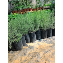 Biberiye Fidanı Rosmanirus Officinalis