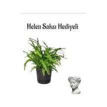 Kadınlar Günü Hediyeli Aşk Merdiveni Bitkisi Helen Saksı Hediyeli Salon Bitkisi