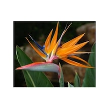 5 Adet Strelitzia Reginae Tohumu, Egzotik Bitki Gelişimi İçin