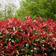 Alev Ağacı Photinia Fidanı 30-50 Cm Boy Saksıda
