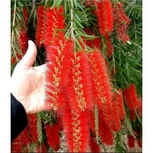 Kırmızı Fırça Çalısı Çiçeği Fidanı 30-60 Cm