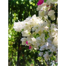 Beyaz Begonvil Çiçeği Fidanı 1 Adet Saksılı/tüplü 40-60 Cm Bougainvillea