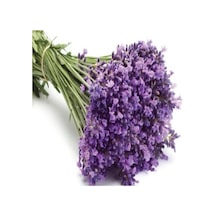 Lavandula Kokulu Lavanta Fidanı 10-20 Cm