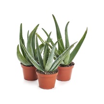 Aloevera Fidanı 3 Adet Saksılı Boy 25-30 Cm