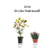 2'li Set Alev Çalısı Fidanı+ Pembe Karanfil Çiçeği Dış Mekan Bitkisi