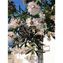 Beyaz Zakkum Bitkisi 1 Adet Saksılı/ Tüplü 30-60 Cm White Oleander