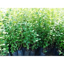 Tüplü KurtbLigustrum Bahçe Çit Set Fidanı 30 - 50 Cm