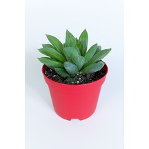 Haworthia Cuspidata Yıldız Sukulent Star Window Yeşil Gül 8.5 Cm