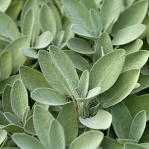 Adaçayı Salvia Officinalis Fidanı 15 -25 Cm