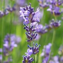Lady Mor Lavanta Çiçeği Tohumu 20 Tohum