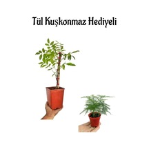 Mor Salkım Ağacı Fidanı Anneler Gününe Özel Tül Kuşkonmaz Hediyeli