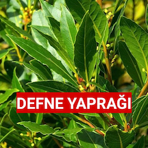 sız Gübresiz 150 GR defne Yaprağı Günlük Dalından Topl