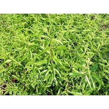 Limon Melisa Bitkisi 10 Adet - Melissa Officinalis
