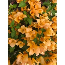Videolu Kayısı Rengi Begonvil 40 50 Cm 1 Adet Saksılı/ Tüplü Dış Mekan Bitkisi Bougainvillea