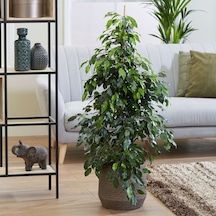 Benjamin - Ficus Benjamina 90 Cm 2 Adet