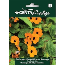 Genta - Karagözlü Suzan Sarmaşığı Bitkisi Tohumu