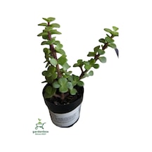 Para Yeşim Çiçeği 1 Adet Sukulent Dekoratif Bitki 10-15cm Crassula